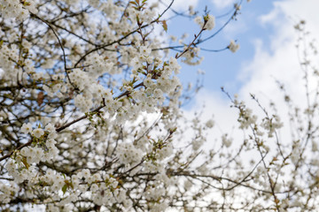 Springtime cherry blossoms