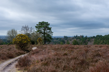 Hindhead common March 2020