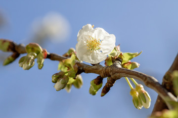 Springtime cherry blossoms
