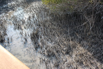 beautiful mangroves of Al Jubail Islands of Abu Dhabi, UAE (United Arab Emirates)