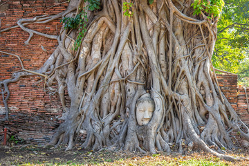 Buddha Head in Tree Roots at Wat Mahathat Temple Ayutthaya Thailand. Is the most popular place for foreign tourists.