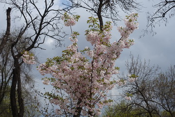 Young Japanese cherry tree in full bloom in April
