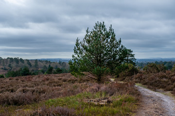 Hindhead common March 2020