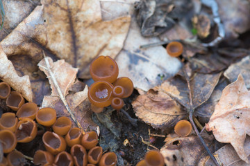 spring mushrooms in a deciduous forest with dew drops . vegetarian food
