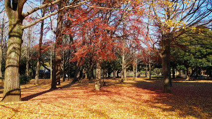 Fototapeta na wymiar 紅葉の秋　代々木公園を黄色と赤に彩る落ち葉の絨毯