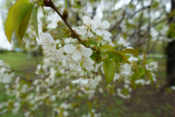 Blooming branch of sweet cherry tree in April