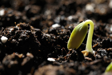 Fototapeta premium Little green seedling growing in soil, closeup. Space for text