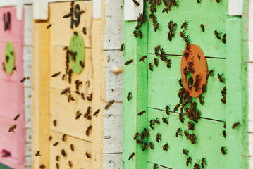 Close up view of hives full of bees. Conception of apiculture