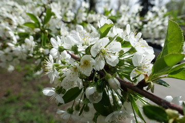 Close view of white flowers of sweet cherry tree in April