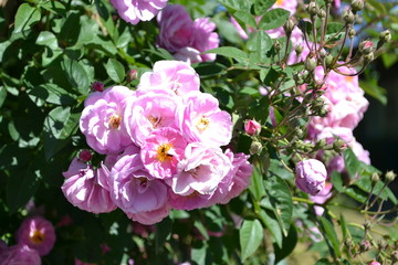 Obraz premium pink rose flower in the field, rose blooming, pink roses bouquet, romantic rose