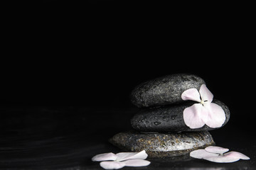 Stones and flowers in water on black background, space for text. Zen lifestyle