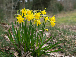 Group of small yellow daffodil flowers in a garden