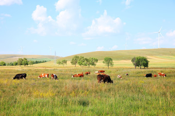 Cattle and wind turbines in the grassland