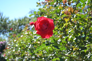 red rose flower in the field, rose blooming, romantic rose