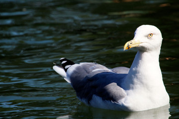 Seagull is resting in the lake