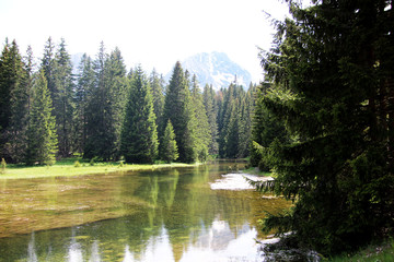 Green forest among the lake 