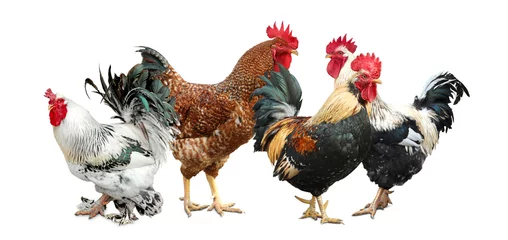 Foto auf Alu-Dibond Beautiful chickens and roosters on white background © New Africa