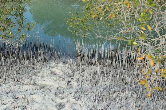 beautiful mangroves of Al Jubail Islands of Abu Dhabi, UAE (United Arab Emirates)
