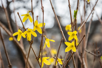 Yellow spring flowers  on thin branches.