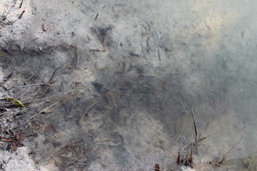small or tiny fishes swimming in Al Jubail Islands, mangrove forest of Abu Dhabi, UAE