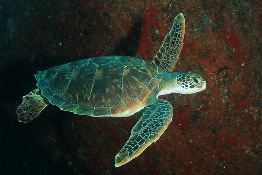 Green Sea Turtle 