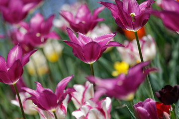 Beautiful spring flowers  