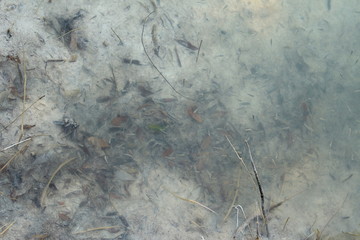 small or tiny fishes swimming in Al Jubail Islands, mangrove forest of Abu Dhabi, UAE