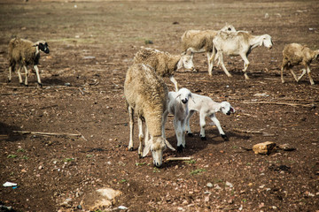 Fototapeta premium Schafe in Marokkko
