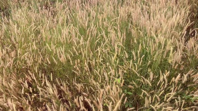 Flower grasses blowing in the wind. Cogon grass of lalang flower