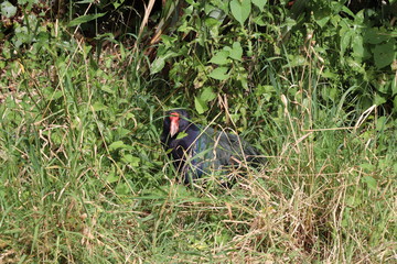 Le Takahē dans l'herbe