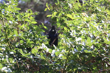Un tui dans un arbre