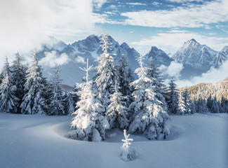 Majestic landscape with forest at winter time. Scenery background