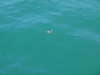 New Zealand, Akaroa, Penguin