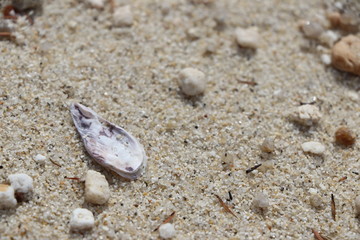 Macro d'une moule 