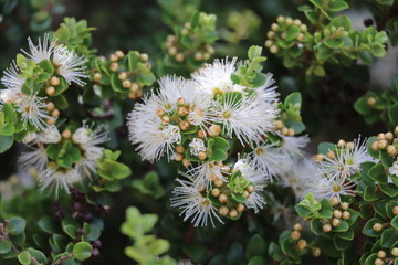 Macro de fleur de Myrtus en dans le parc National Abel Tasman