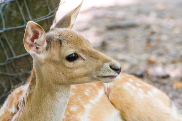 Persian faloow deer fawn is lying at a tree