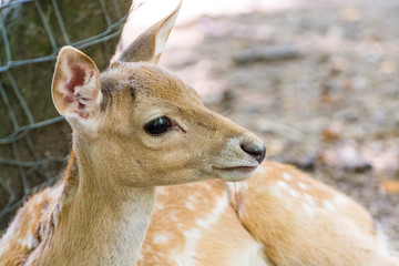 Persian faloow deer fawn is lying at a tree