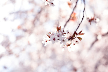 Tender bloom of white flowers of cherry plum in the spring garden. art tender photo.