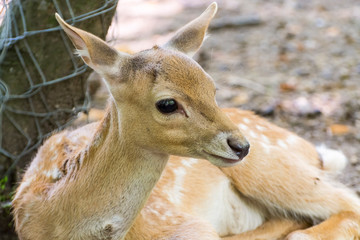 Persian faloow deer fawn is lying at a tree