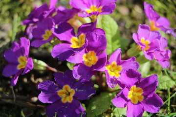 Fototapeta na wymiar pink flowers, purple flowers, spring is coming