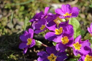 Fototapeta na wymiar pink flowers, purple flowers, spring is coming