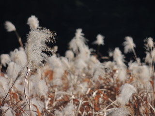 Many Susuki grass (Japanese silver grass) blowing in the wind in autumn