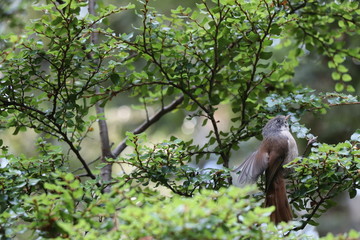 Le robin de Nouvelle Zélande 