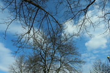 tree branches and sky