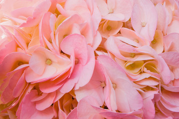 Pink hydrangea texture, close up view