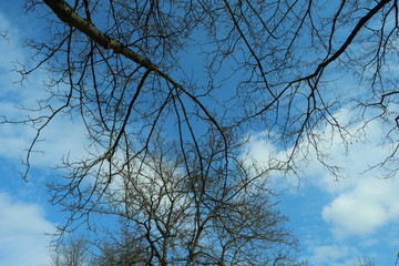Fototapeta na wymiar tree branches and sky