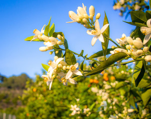 Valencian orange and orange blossoms. Spain. Spring harvest