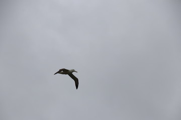 Albatros royal en vol 