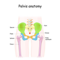 Pelvis anatomy. Color structure of pelvic skeleton - obrazy, fototapety, plakaty