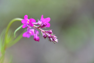 春に咲くビタミンカラーの可愛い花